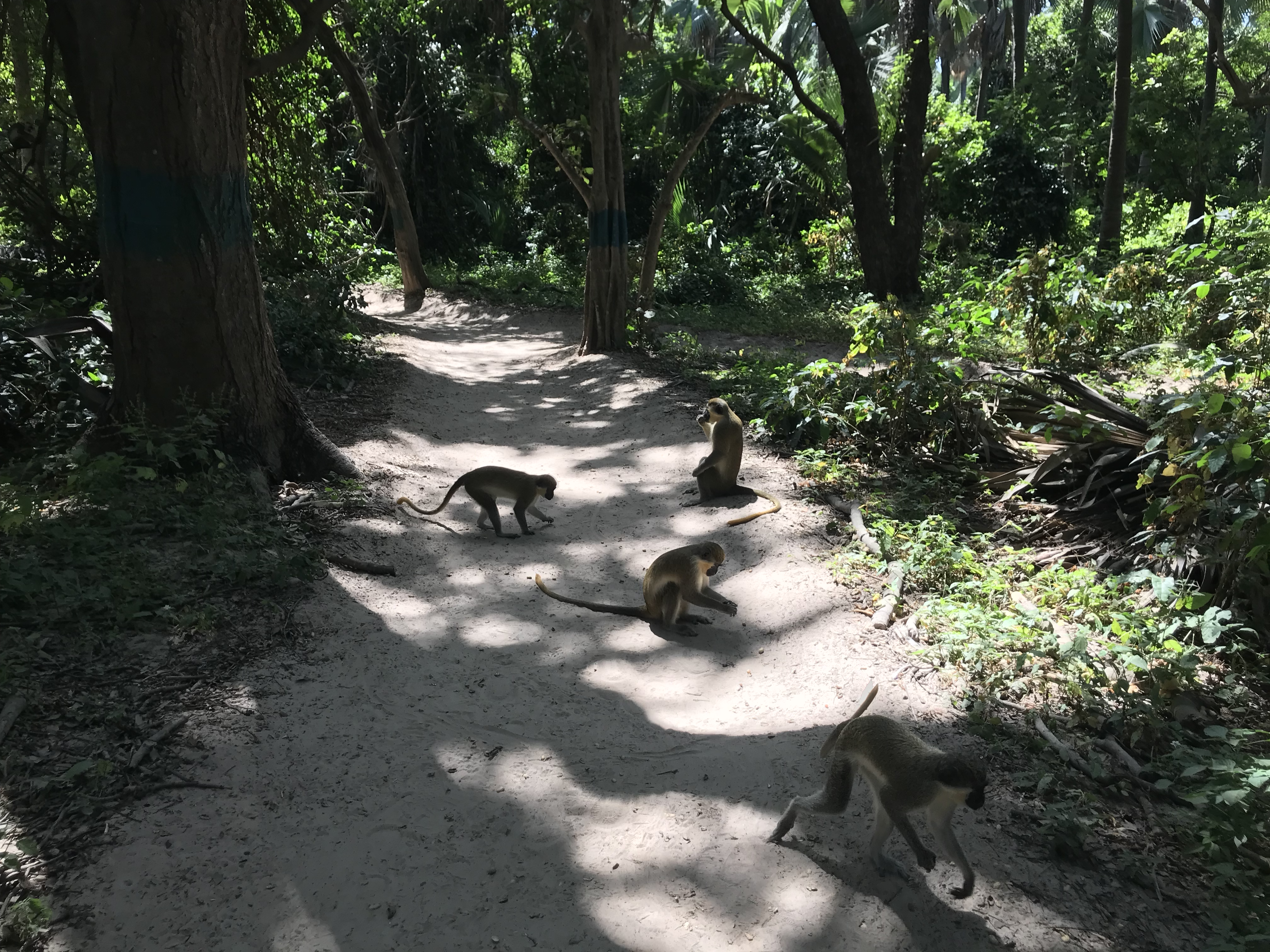 Monkey Park