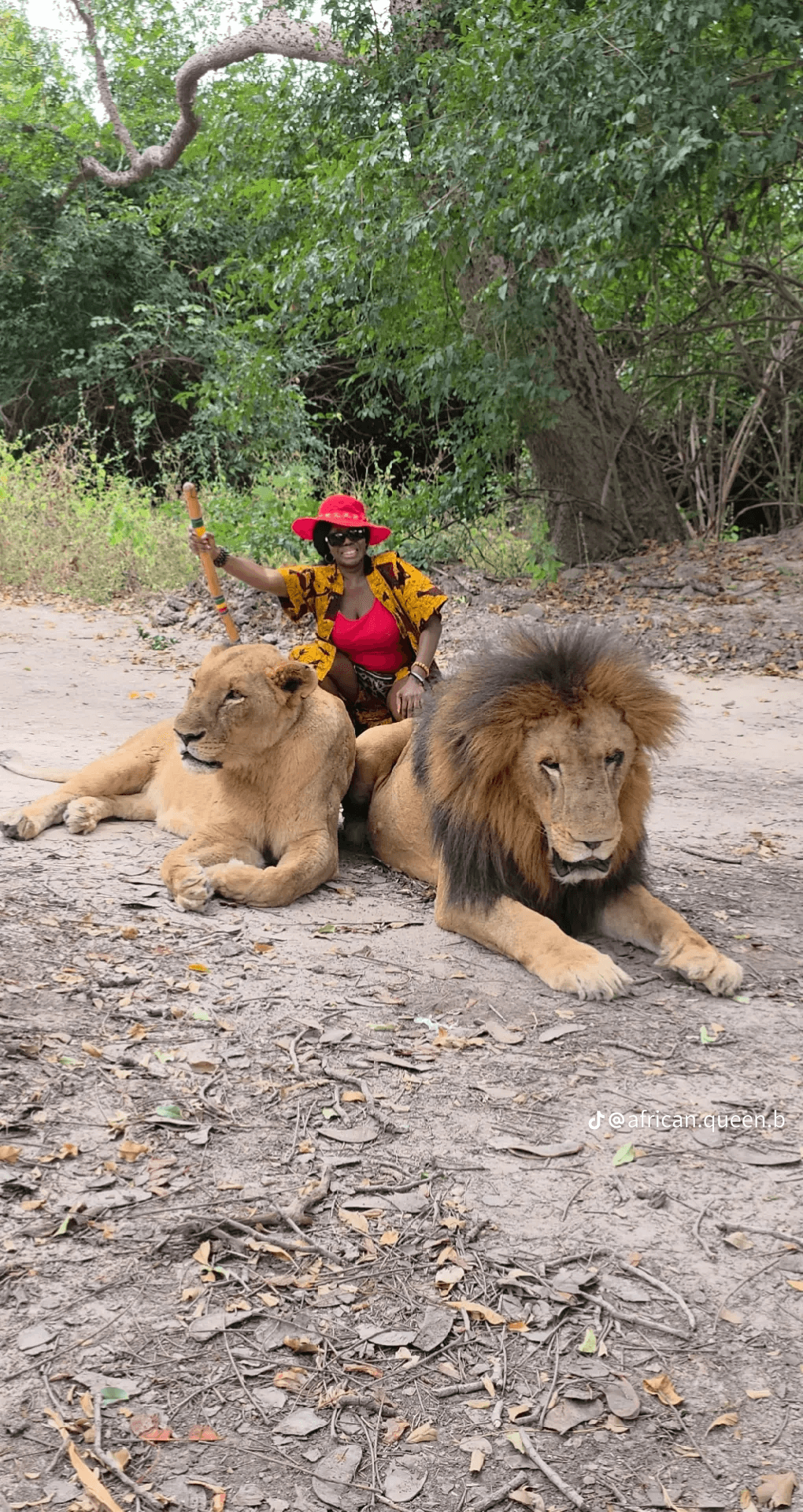 Walking with Lions